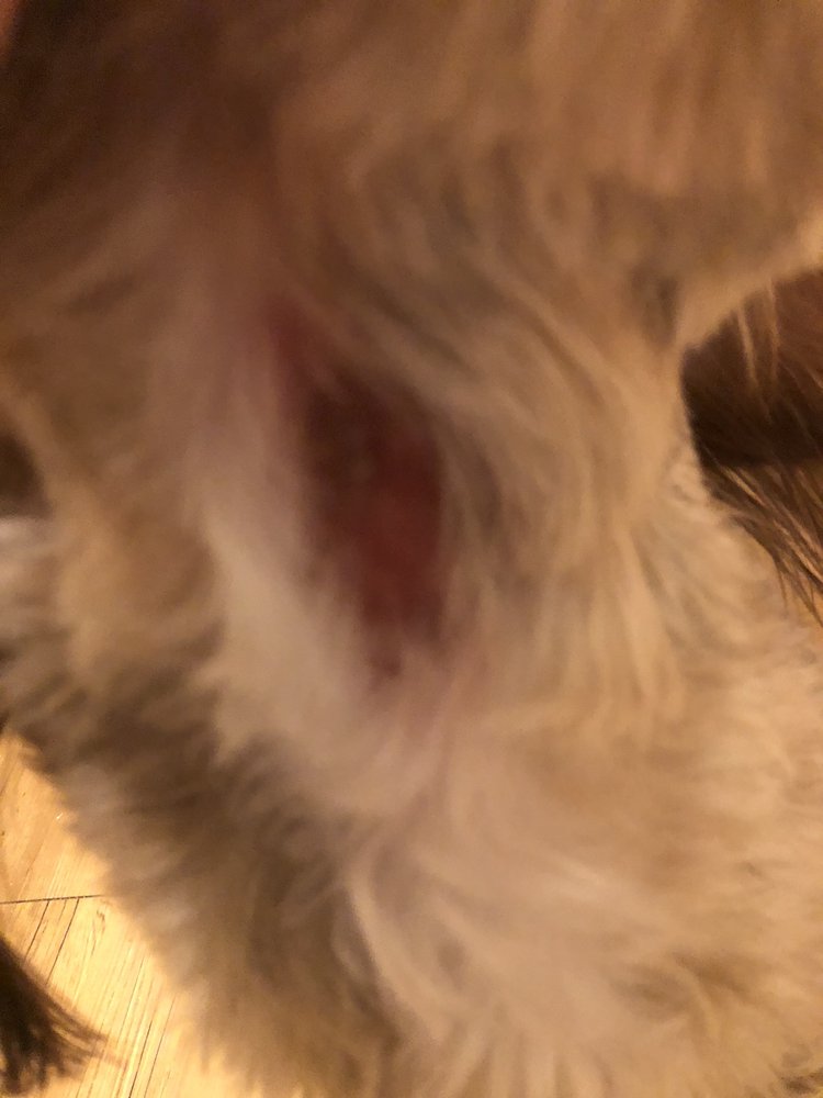 LEN’S GROOMING Updated October 2024 10 Photos & 23 Reviews 390