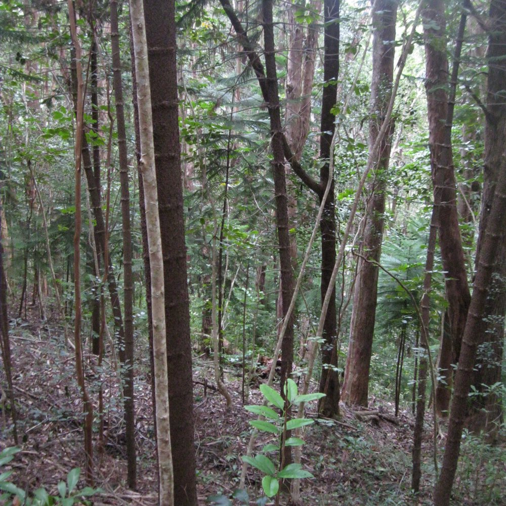 Aiea Loop Trail - slender tree trunks - Hiking Near Me - Aiea, Hawaii