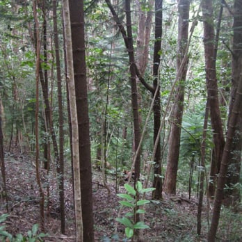 Aiea Loop Trail - slender tree trunks - Hiking Near Me - Aiea, Hawaii