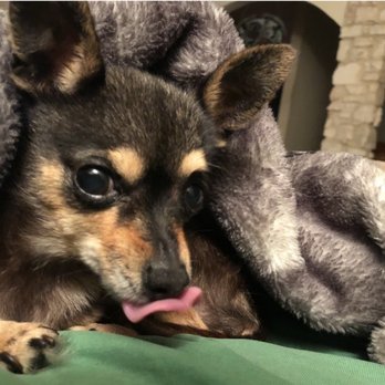 Pets First Veterinary Center - Kayla - Veterinarians Near Me - San Antonio, Texas Pets First Veterinary Center - Kayla - Veterinarians Near Me - San Antonio, Texas