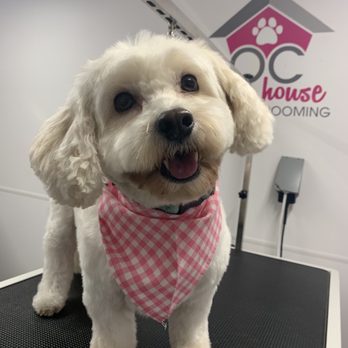 OC Dog House Grooming - Pet Groomers Near Me