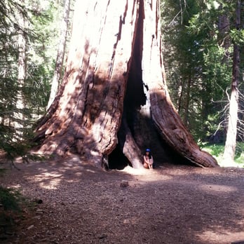 Trail of 100 Giants - Feeling like an ant. - Hiking Near Me - Springville, California Trail of 100 Giants - Feeling like an ant. - Hiking Near Me - Springville, California