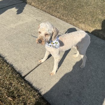 Melissa's Passion For Paws - Max hair cut - Pet Groomers Near Me - Lake Villa, Illinois Melissa's Passion For Paws - Max hair cut - Pet Groomers Near Me - Lake Villa, Illinois