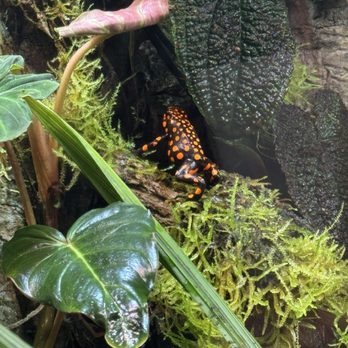 Amazon Spheres - Botanical Gardens Near Me - Seattle, Washington Amazon Spheres - Botanical Gardens Near Me - Seattle, Washington