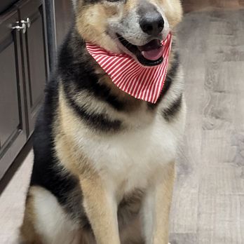 Royalty Paw Grooming - Pet Groomers Near Me - Las Vegas, Nevada Royalty Paw Grooming - Pet Groomers Near Me - Las Vegas, Nevada