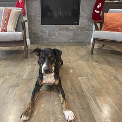 Cascade Veterinary Clinics - Diesel Boy