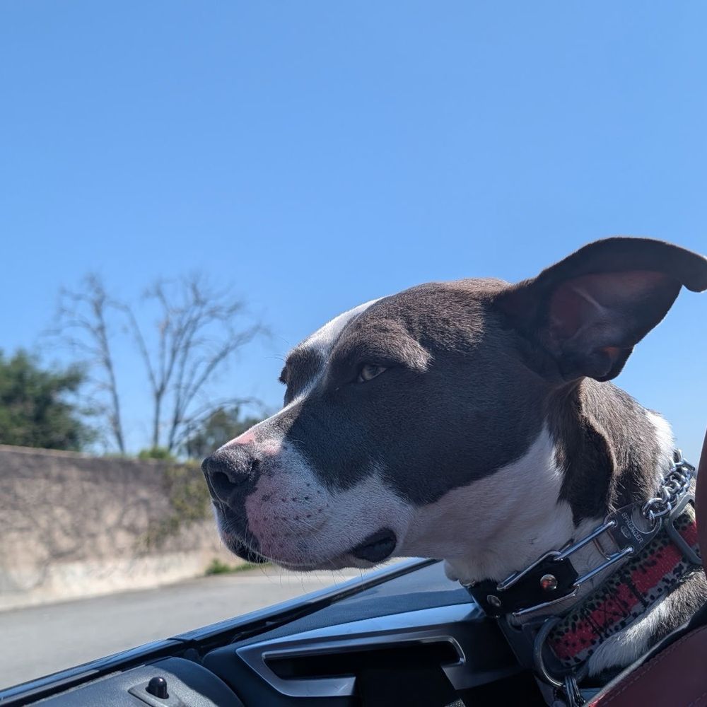Emily's K9 Training - Dog - Pet Boarding Near Me - Castaic, California