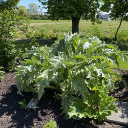 London Farm - The leaves are huge