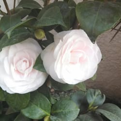 Nuccio's Nurseries - Maxwell Pearl Blush camellia