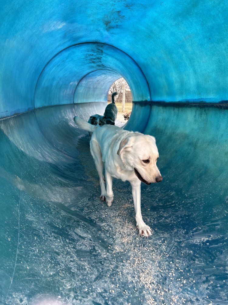 COME, SIT AND STAY KENNEL Updated October 2024 22 Photos 7320