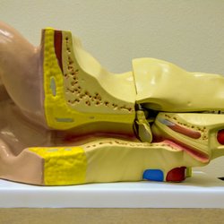 Total Hearing Care - Outer ear - Middle Ear - Inner Ear