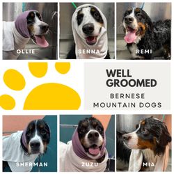Well Groomed Pets - Parker - bathing beauties