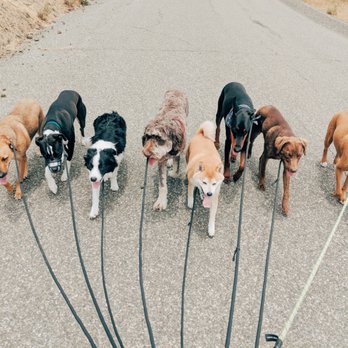 INU PACKS - Dog Walkers Near Me INU PACKS - Dog Walkers Near Me