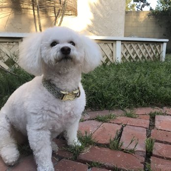 Yogi's Doggie Spaw - She was so soft and fluffy! - Pet Groomers Near Me - La Mirada, California Yogi's Doggie Spaw - She was so soft and fluffy! - Pet Groomers Near Me - La Mirada, California