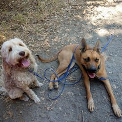Berkeley Dog Walkers
