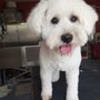 Photo of A&M Dog Grooming