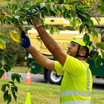 Bartlett Tree Experts - Tree Services Near Me - Gettysburg, Pennsylvania Bartlett Tree Experts - Tree Services Near Me - Gettysburg, Pennsylvania