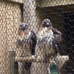 Deep Creek Aviary
