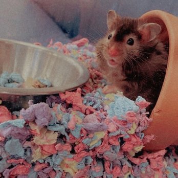 Beverly's Pet Center - Hamster at vet with expensive bill - Pet Stores Near Me - Pembroke Pines, Florida Beverly's Pet Center - Hamster at vet with expensive bill - Pet Stores Near Me - Pembroke Pines, Florida