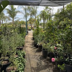 DLM Nursery