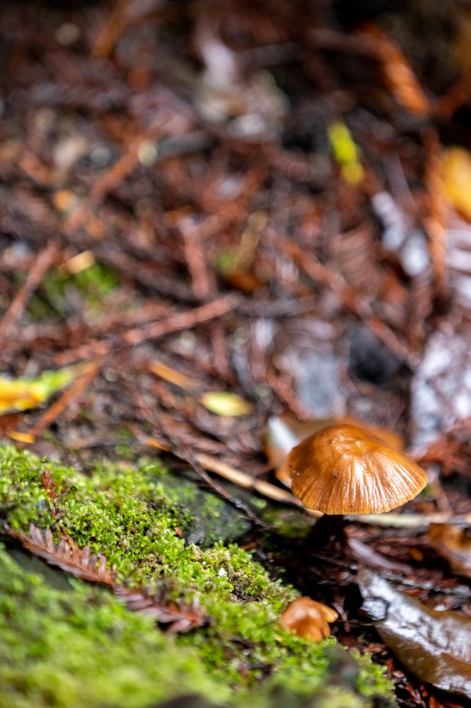 Big Basin Redwoods State Park 2285 Photos 637 Reviews Parks