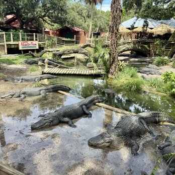St. Augustine Alligator Farm Zoological Park - Alligator Lagoon - Zoos Near Me - Saint Augustine, Florida St. Augustine Alligator Farm Zoological Park - Alligator Lagoon - Zoos Near Me - Saint Augustine, Florida