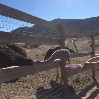Ostrichland USA - Attraction Farms Near Me - Solvang, California Ostrichland USA - Attraction Farms Near Me - Solvang, California