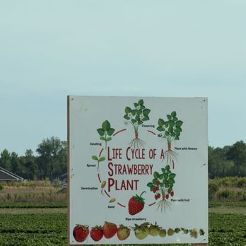 Cottle Strawberry Farm - Farms Near Me - Florence, South Carolina