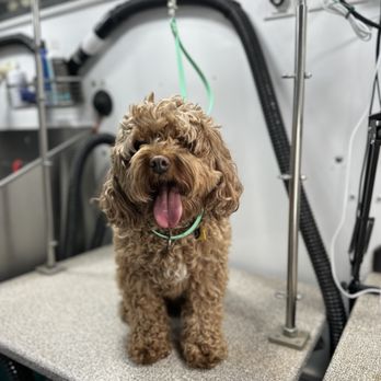 WhitsEnd Pet Grooming - Pet Groomers Near Me WhitsEnd Pet Grooming - Pet Groomers Near Me