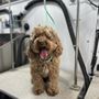 Photo of WhitsEnd Pet Grooming