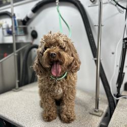 WhitsEnd Pet Grooming