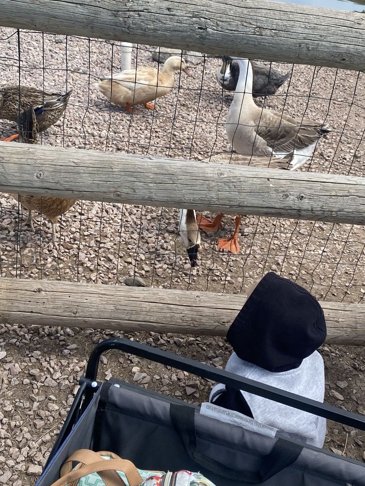 Old McDonald's Petting Farm