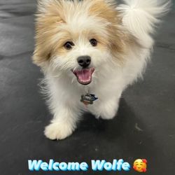 HappyDogz