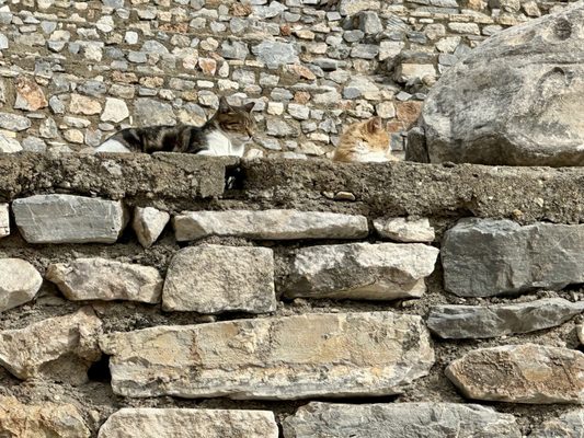 Library of Celsus by null