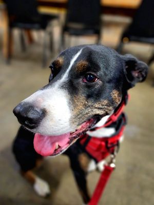 Photo of Triplehorn Brewing - Woodinville, WA, US. Sonya with me today