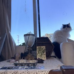 Lavender Moon Holistic Spa - Sun catcher made in Women's circle, the best smelling incense along with gifts purchased from the store. (Cat not purchased there! )