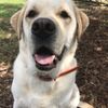 Bent Tree Dog Lodge gift card