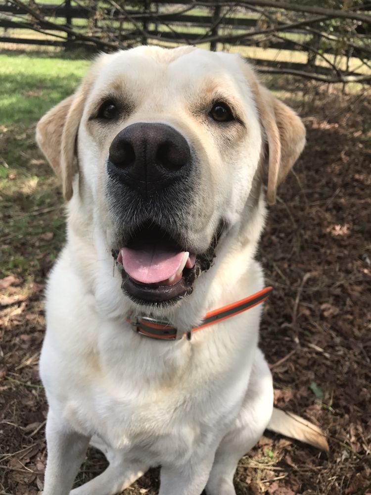 Bent Tree Dog Lodge - pet boarding facility in Atlanta, GA