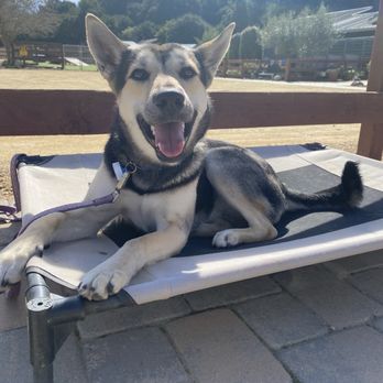 Springdale Pet Ranch - Pet Training Near Me - Arroyo Grande, California Springdale Pet Ranch - Pet Training Near Me - Arroyo Grande, California