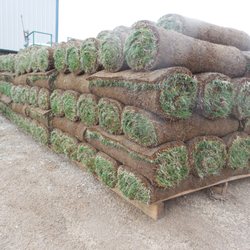 Wolf Creek Farms - Kentucky Bluegrass custom blended for Colorado. Pick up at the Farm or delivered to your work site.
Best price on the Front Range.
