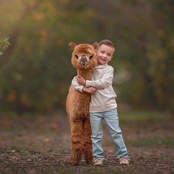 Alicia Adams Alpaca - Home Decor Near Me - Millbrook, New York