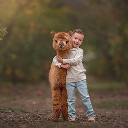 Alicia Adams Alpaca