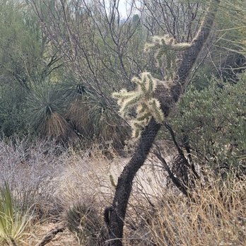 Arizona-Sonora Desert Museum - Museums Near Me - Tucson, Arizona