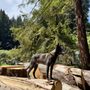 Photo of Astral K9 Training 