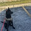 North Star Animal Hospital gift card