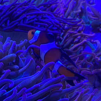 Zen Aquatics - Don't bother me I am just chillin - Pet Stores Near Me - Palm Desert, California