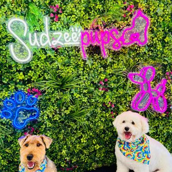 Sudzee Pups Pet Grooming - Pet Groomers Near Me - Hicksville, New York Sudzee Pups Pet Grooming - Pet Groomers Near Me - Hicksville, New York