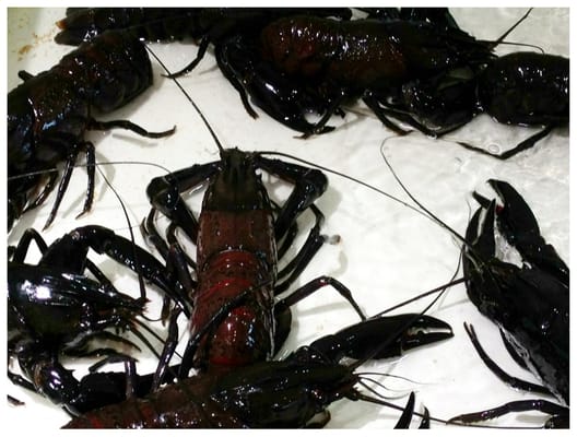 Kailis Bros Leederville by null