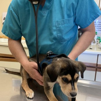Thomas Veterinary Hospital - My little dude getting his heartbeat checked. Aww! - Veterinarians Near Me - Downey, California Thomas Veterinary Hospital - My little dude getting his heartbeat checked. Aww! - Veterinarians Near Me - Downey, California