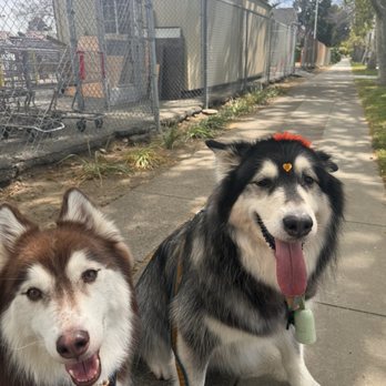 Furbaby Fancy Grooming - Morpheus and Iris on a walk after their grooming session. - Pet Groomers Near Me - San Jose, California